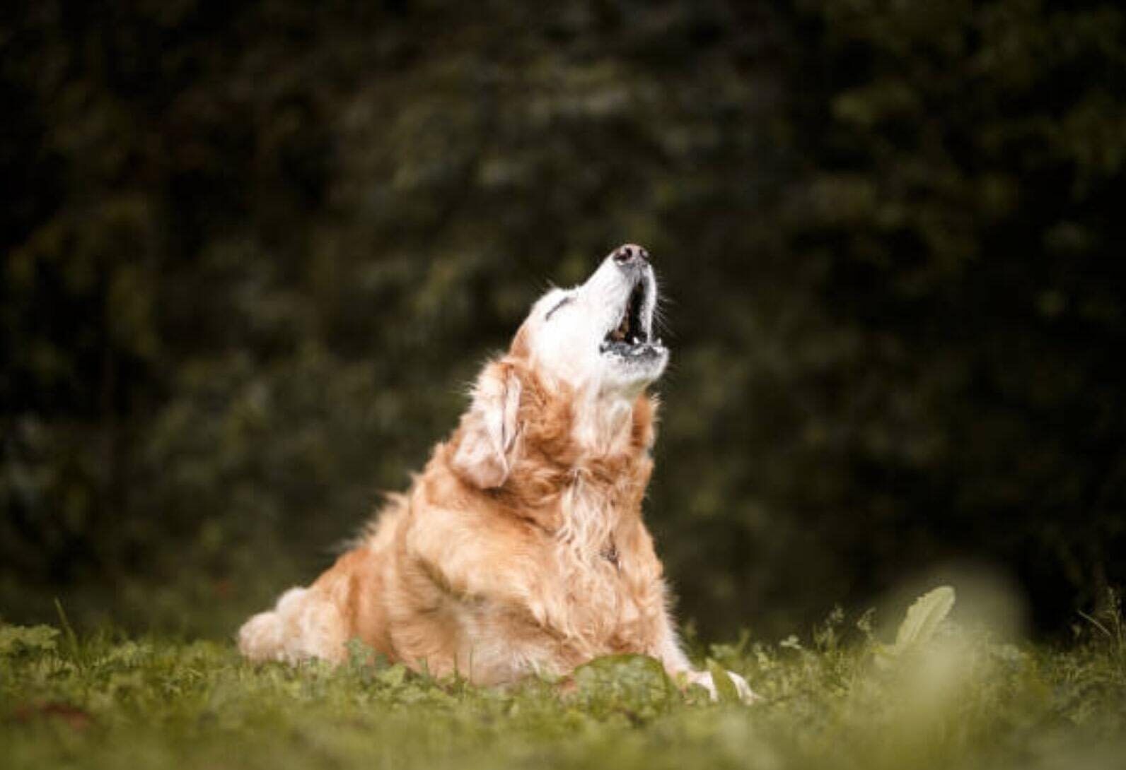 Mon chien aboie sans cesse : que faire ?