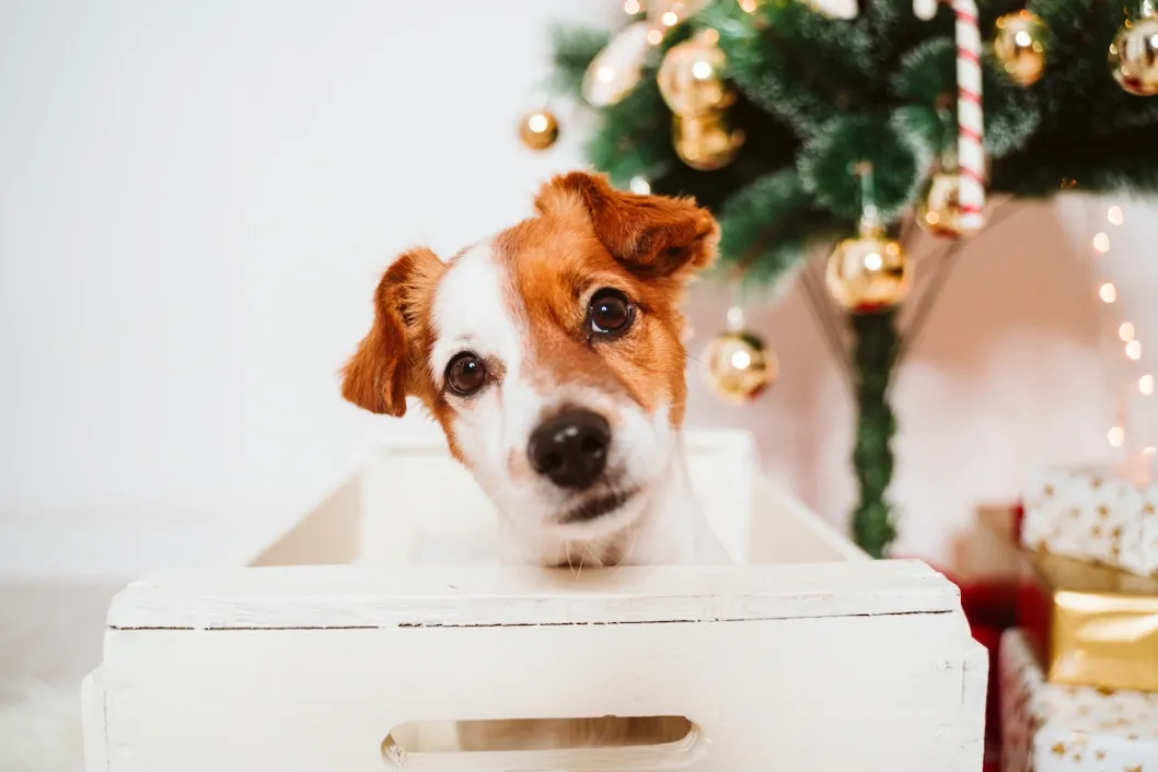 un chien cadeau noel sous le sapin de noel