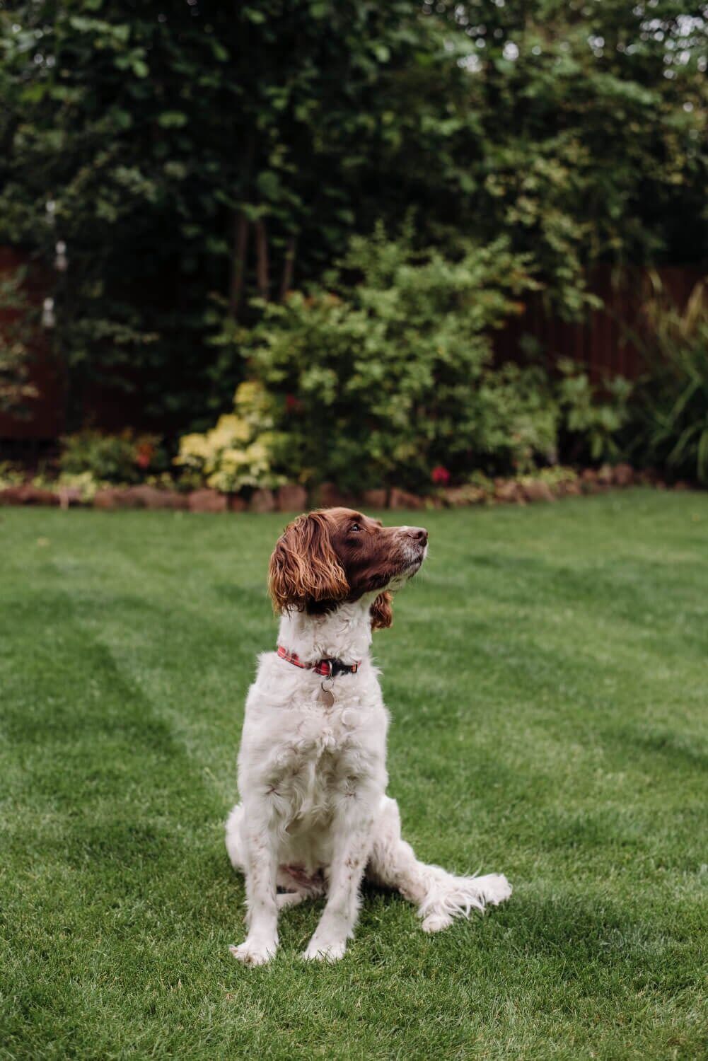 Les avantages et les inconvénients d’un jardin pour vos chiens