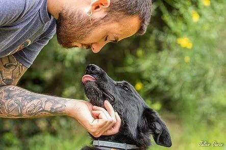 Conseils pour les chiens difficiles