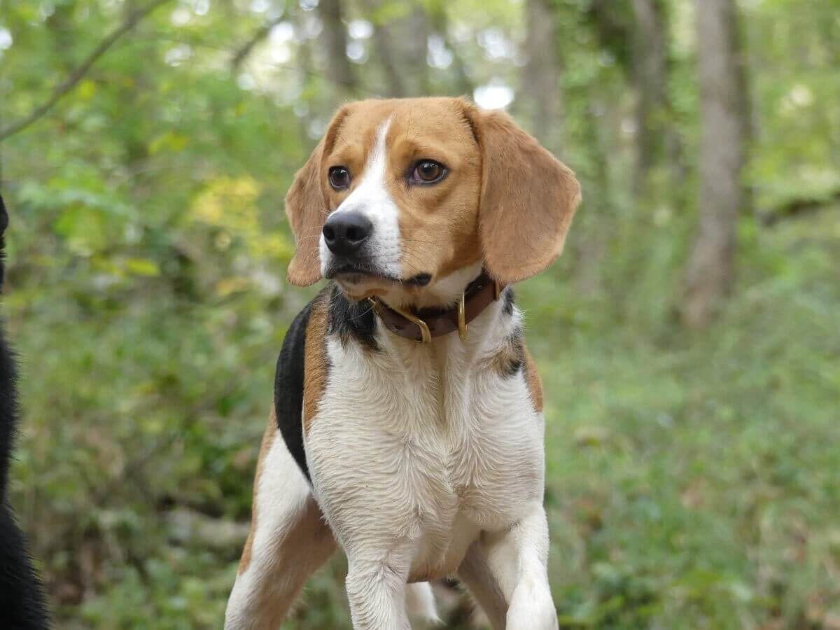 Pourquoi recourir au comportementalisme canin ?