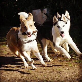 MES AUTRES SERVICES Éducation canine