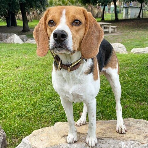 Beagle