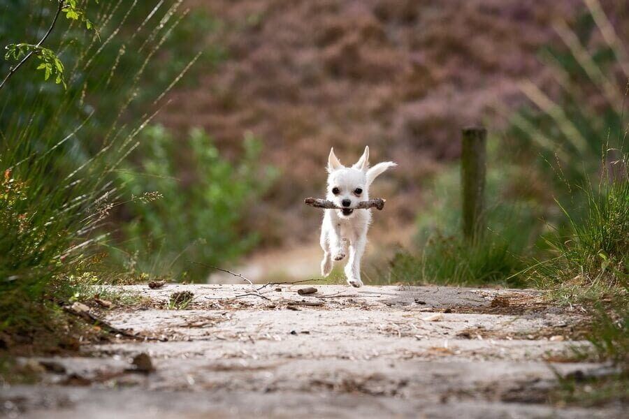 Le comportementalisme canin, c’est quoi ?