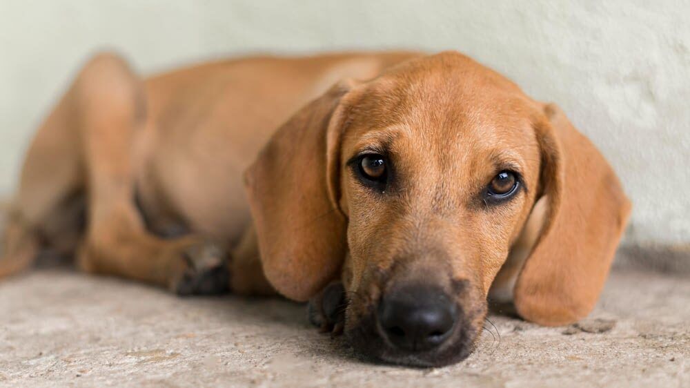 Les abandons de chiens sur les routes : le fléau de l’été