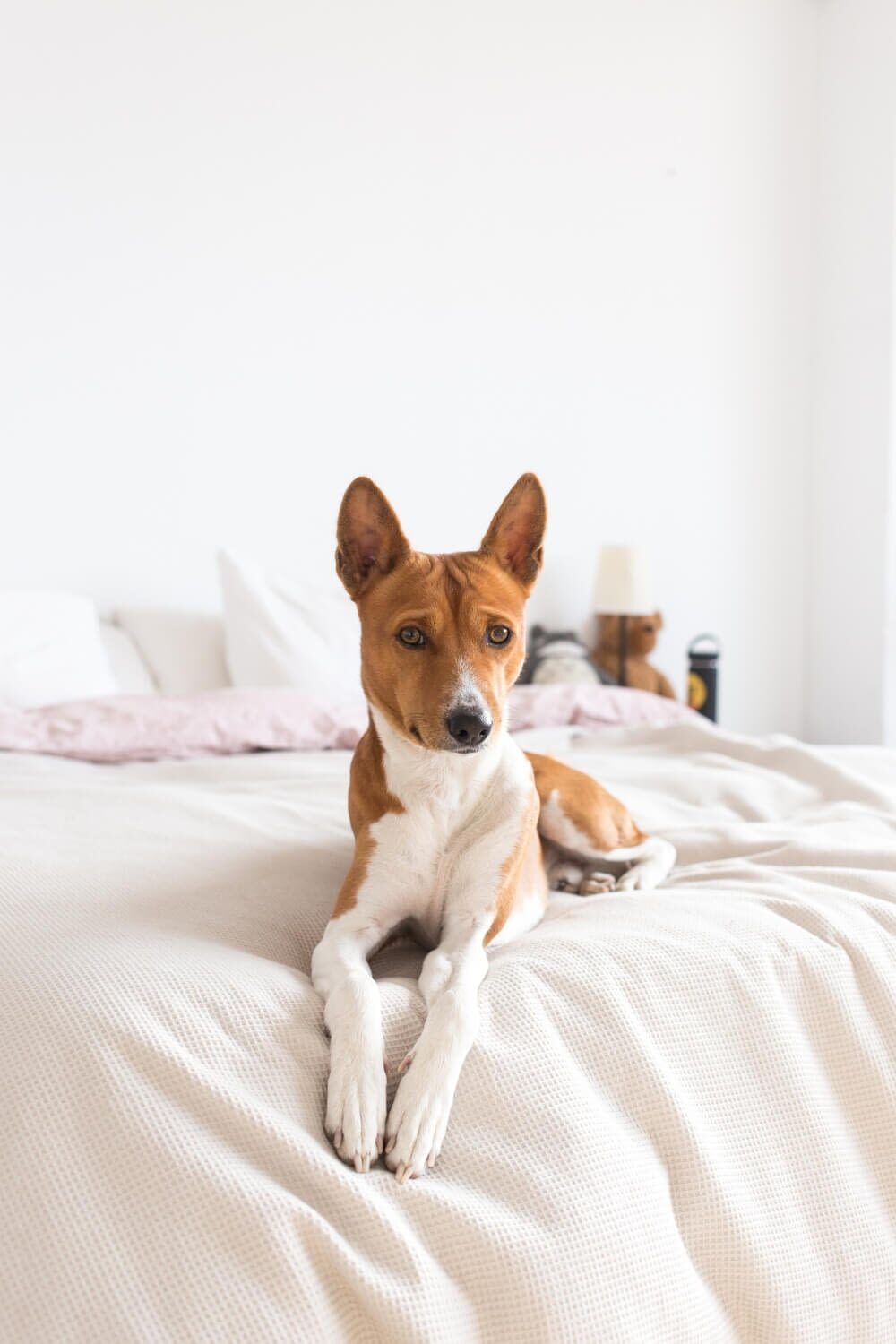 Comment préparer l’arrivée d’un nouvel animal à la maison ?