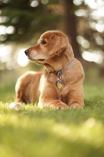 Étape 2 : s’équiper pour accueillir votre chien