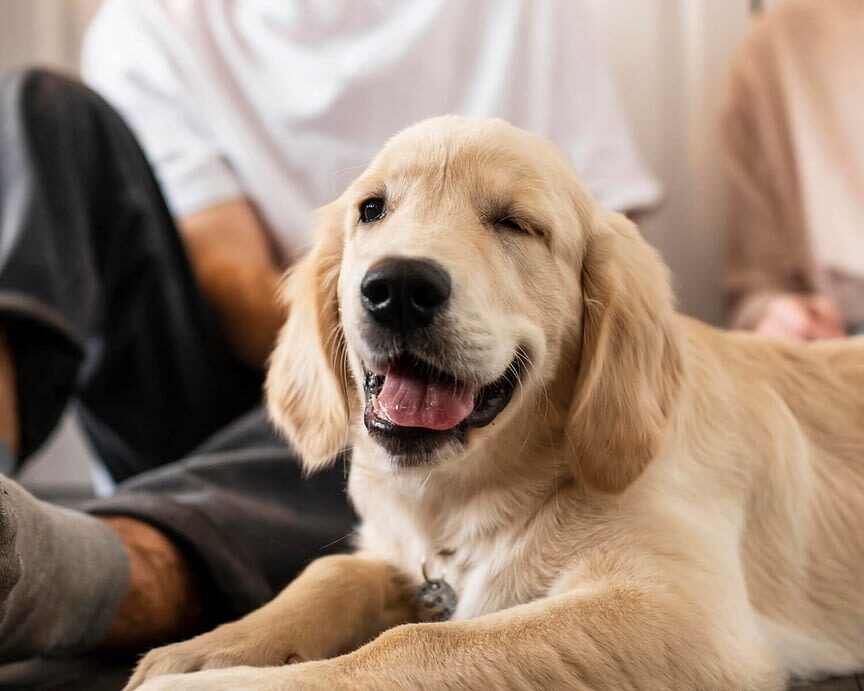 Faites appel à un comportementaliste canin