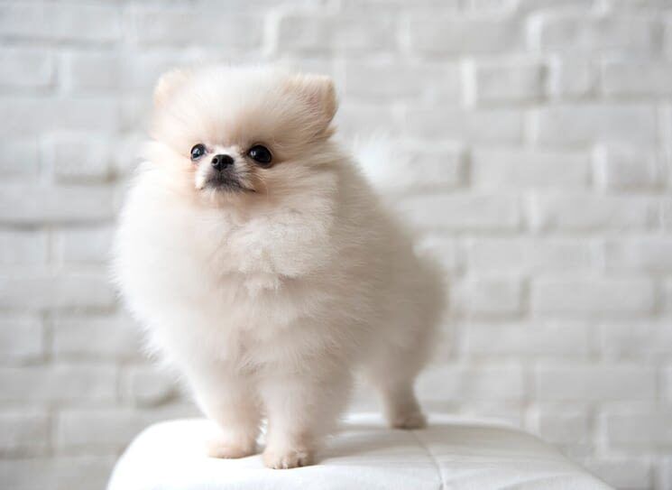 Les étapes pour accueillir un chien