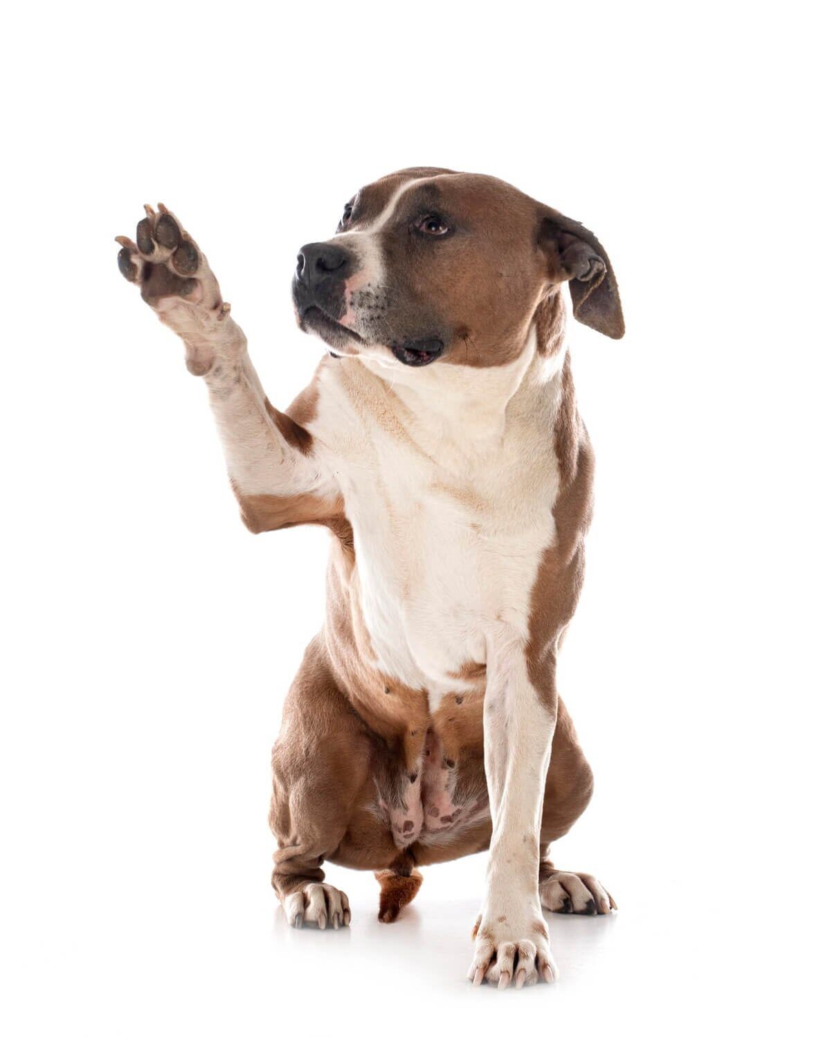 Une mauvaise représentation des chiens