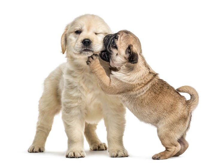 Les réseaux sociaux et les chiens : le vrai du faux