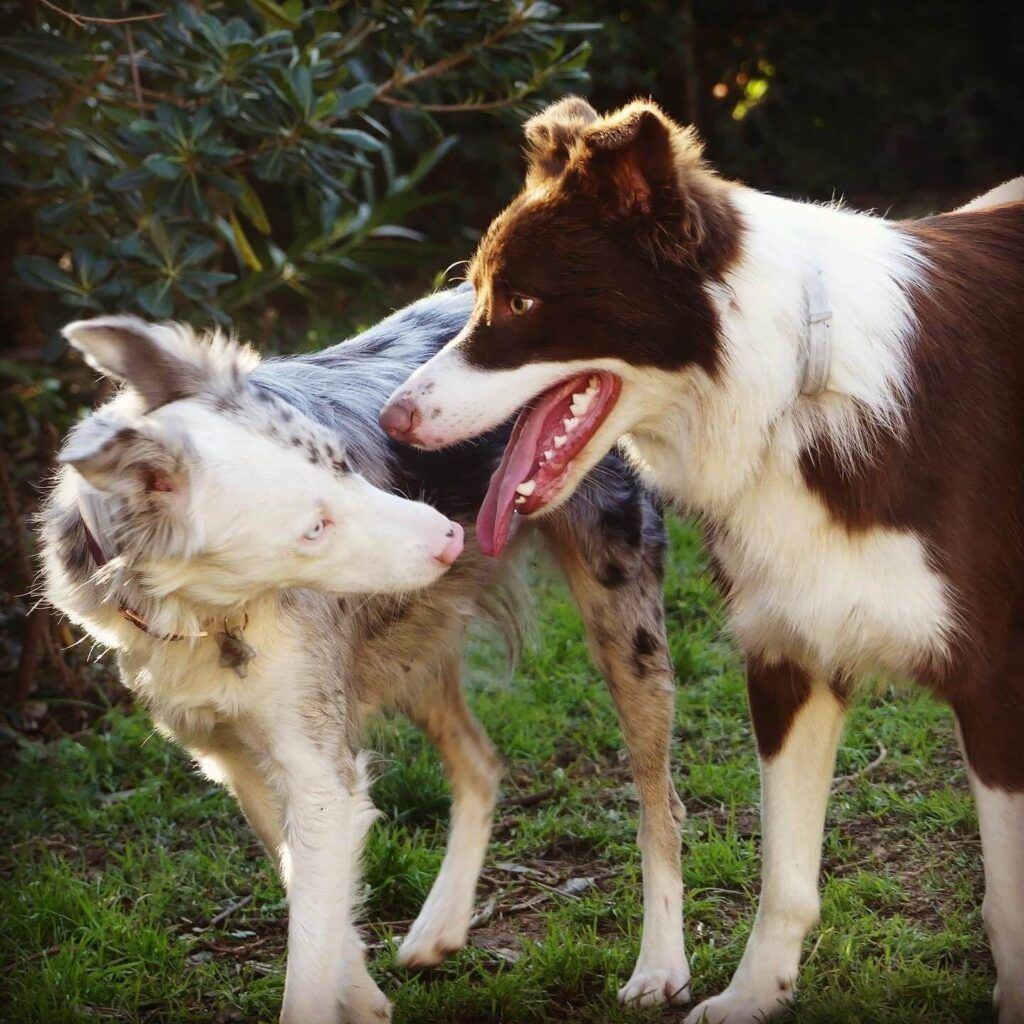 Qu’est-ce que l’immersion en éducation canine ?