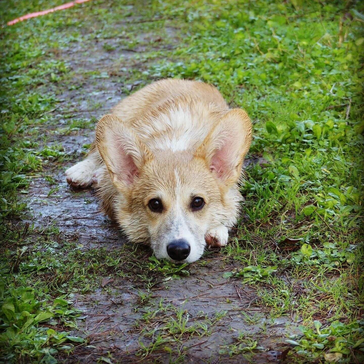 LES RISQUES DE LAISSER UN CHIEN SEUL TROP LONGTEMPS
