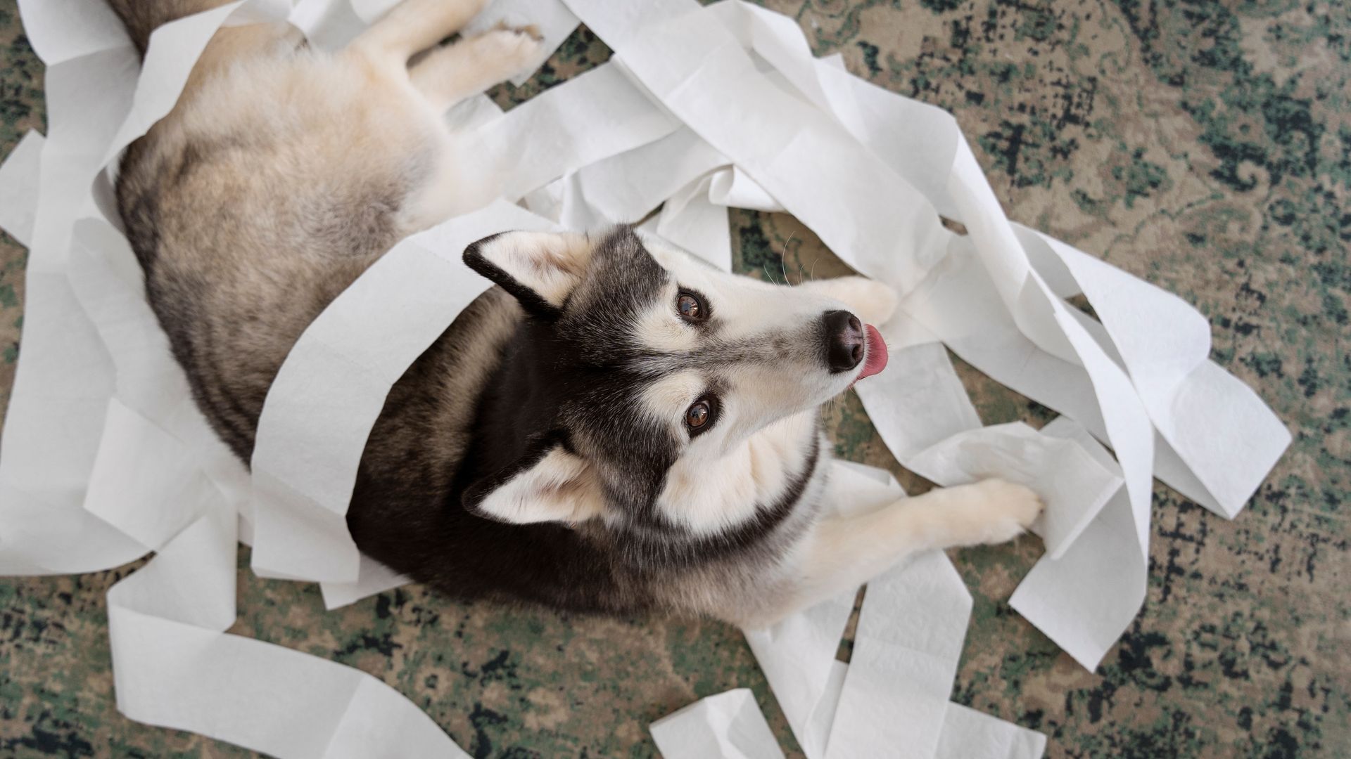 Mon chien aboie sans cesse : que faire ?