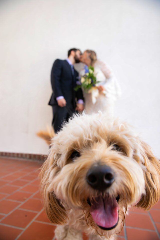 A dog is looking at a bride and groom kissing in the background.