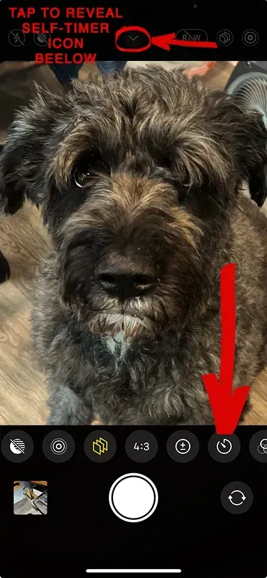 A close up of a dog 's face with an arrow pointing to the self timer icon.