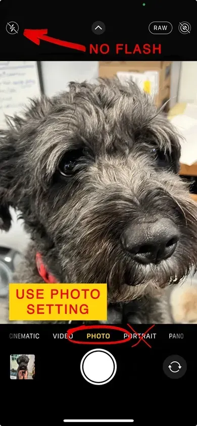 A close up of a dog 's face on a phone screen.