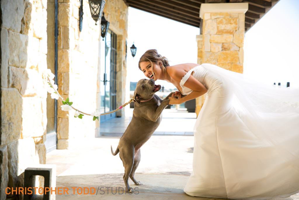 A bride in a wedding dress is playing with a dog.