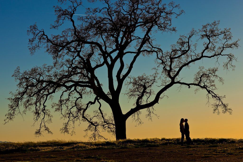 Sunset engagement Portraits A engaged couple is kissing under a tree in a field at sunset.