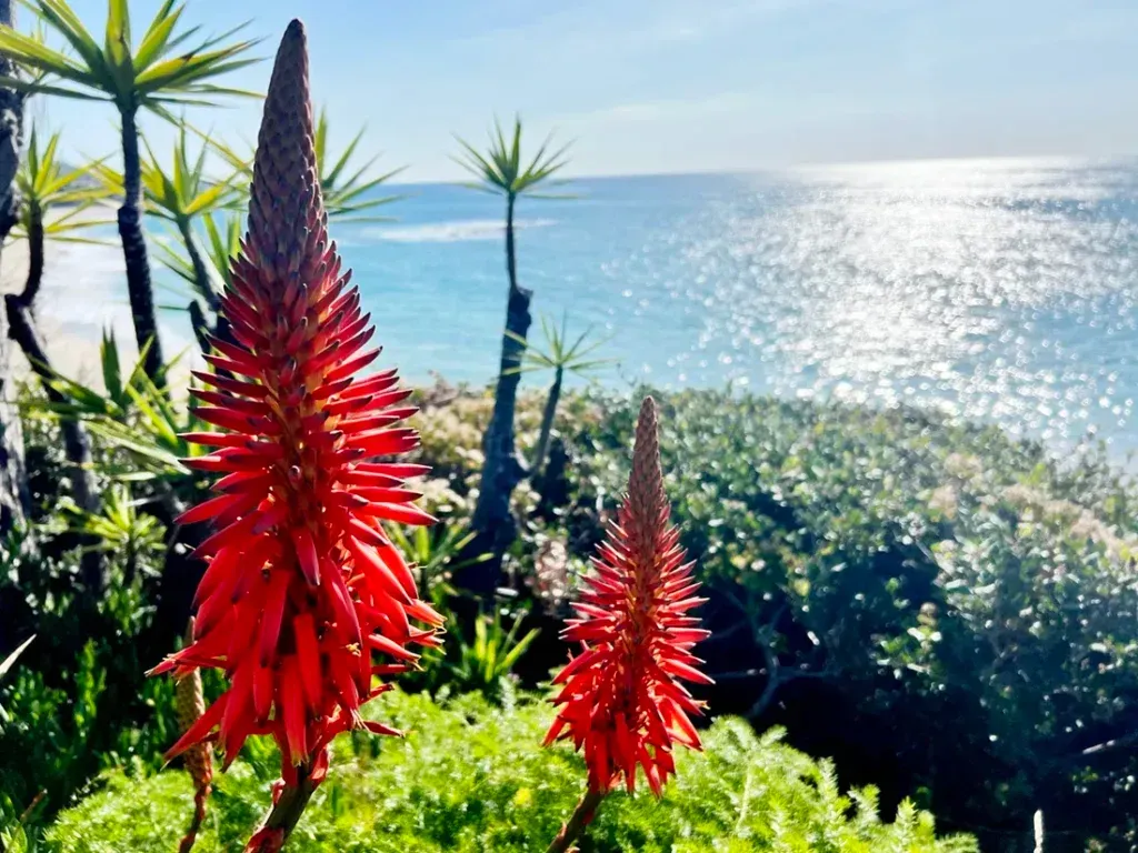 Laguna Beach Photography A couple of red native California flowers in front of the Pacific Ocean.a body of water