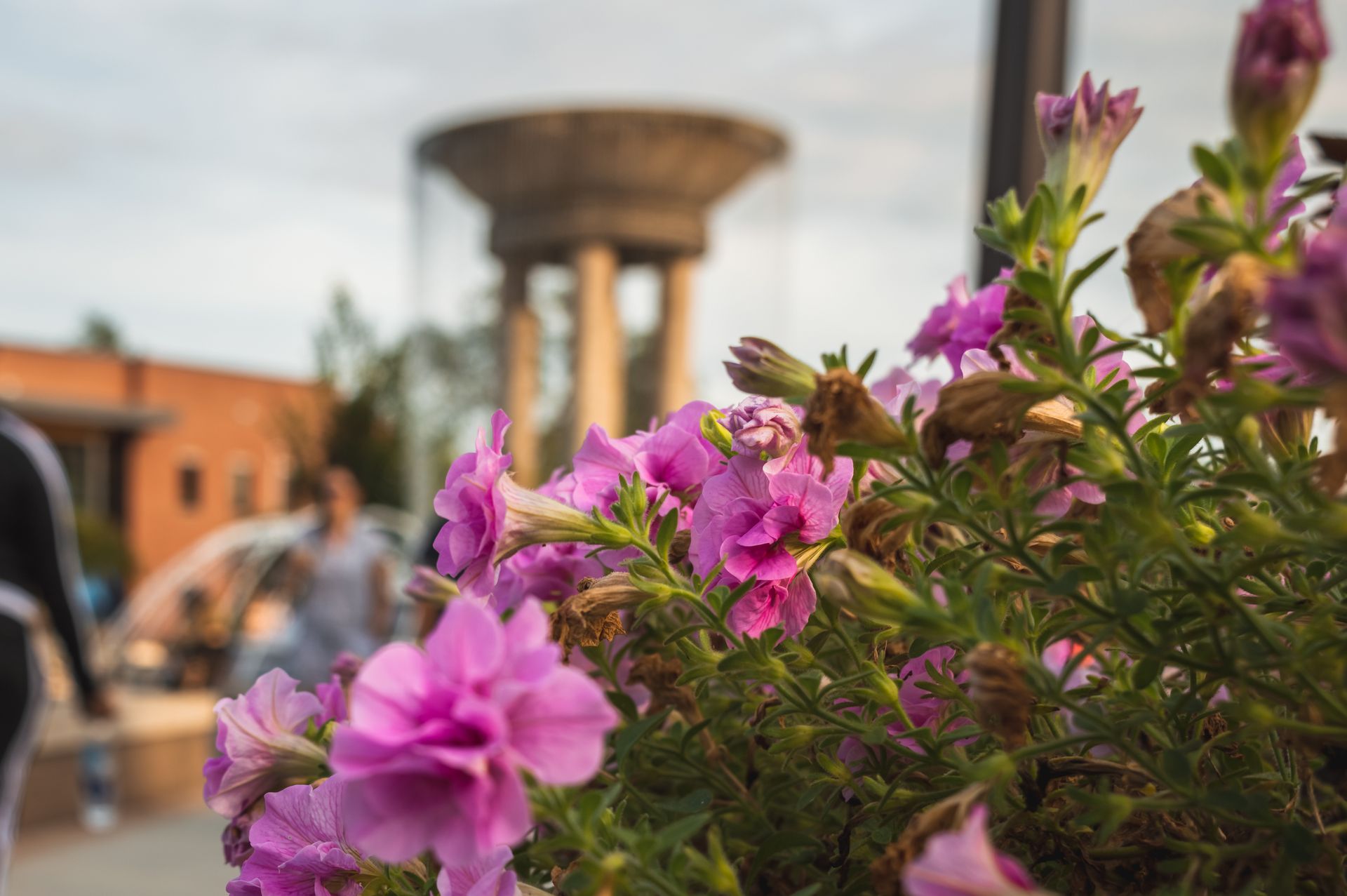 Serving Cary, Raleigh & Nearby Areas
