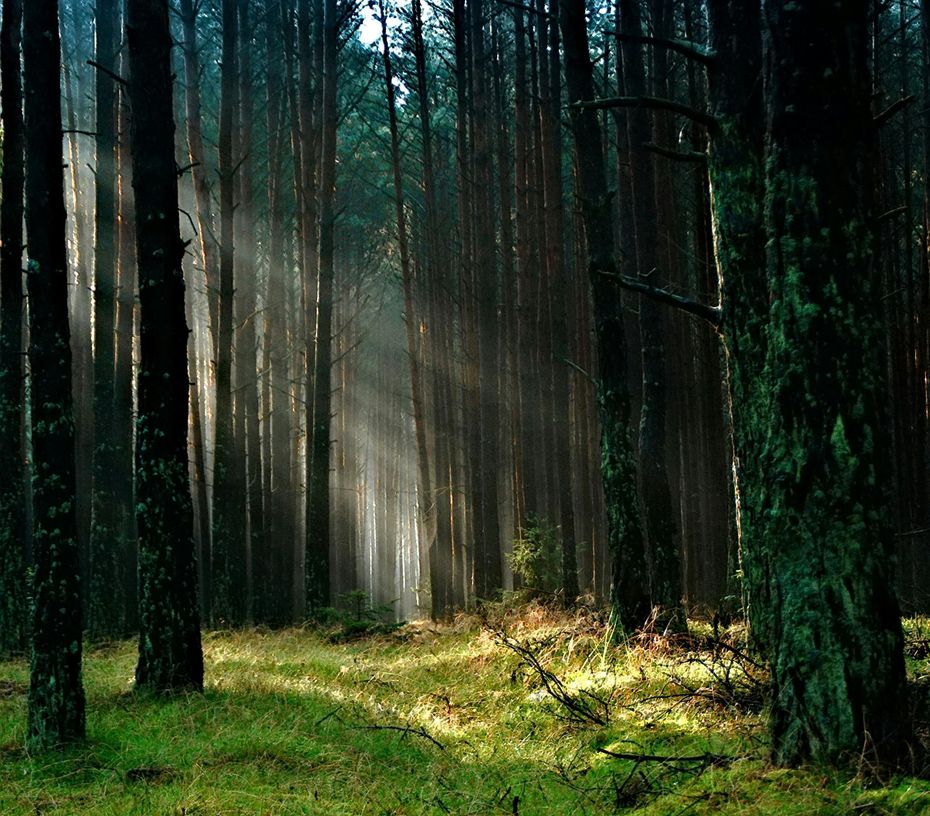 Sunlight filters through tall pine trees in a dense forest, casting beams of light onto a patch of green grass.