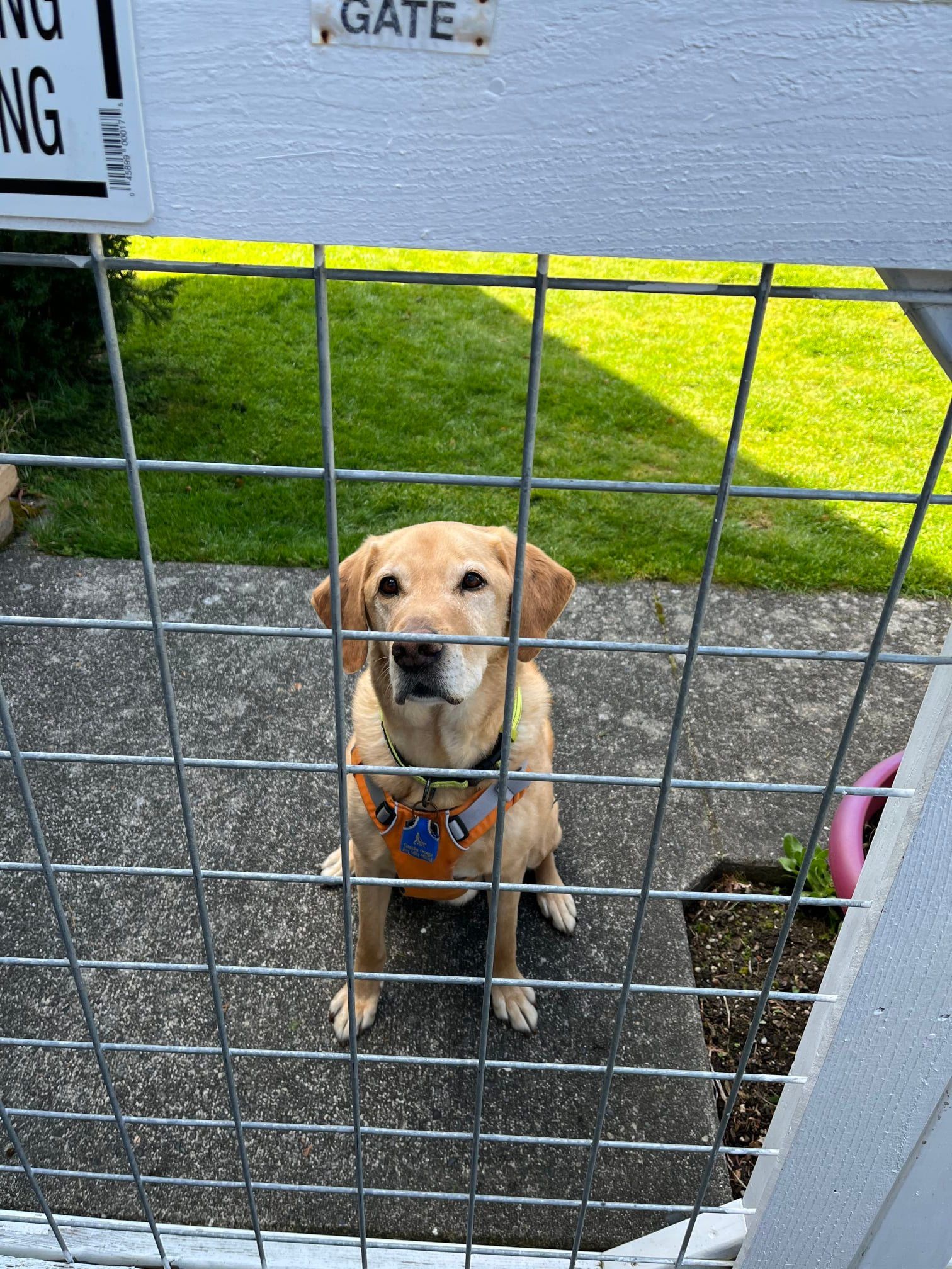 Dog looks through cage