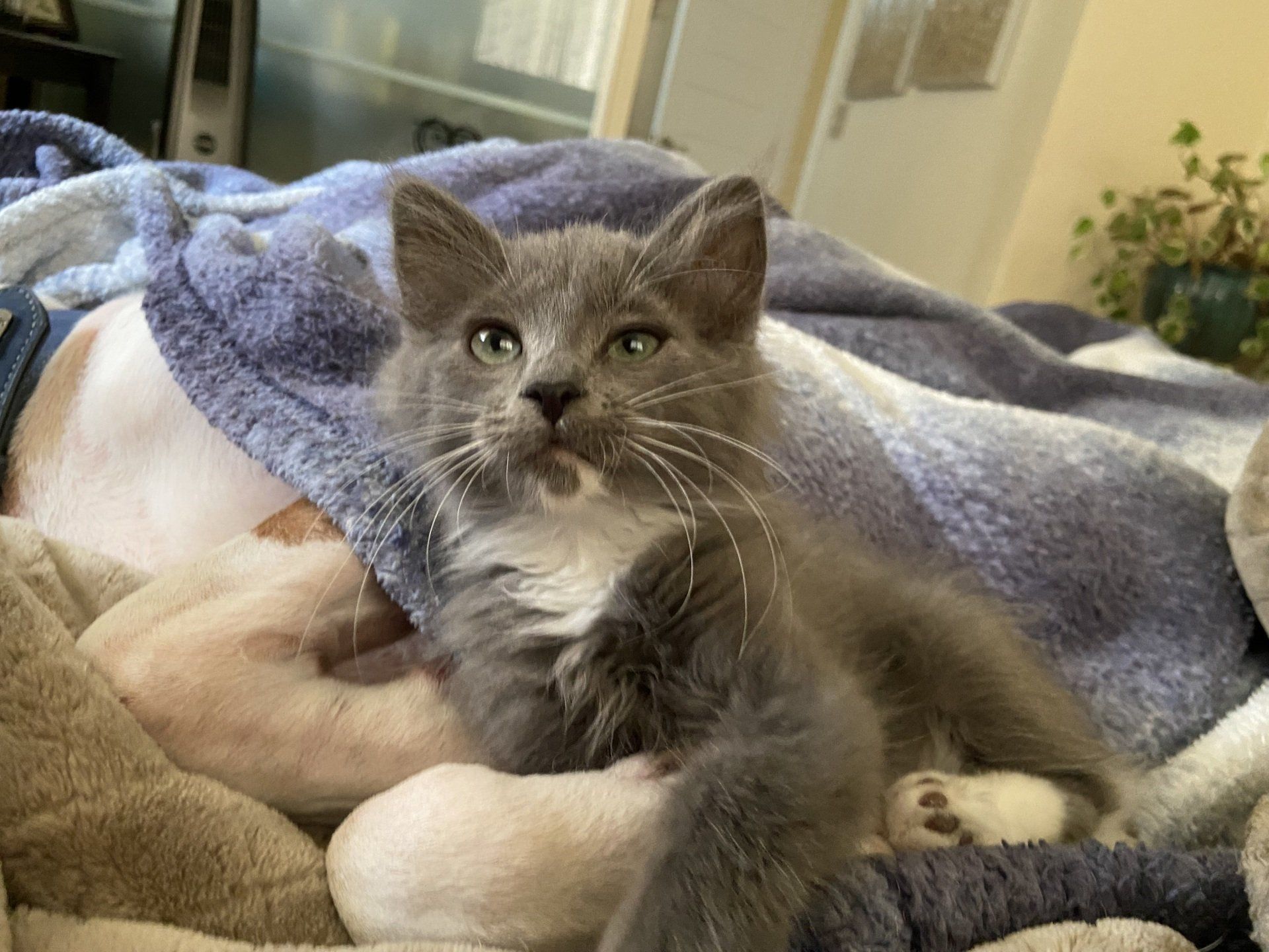 kitten on bed