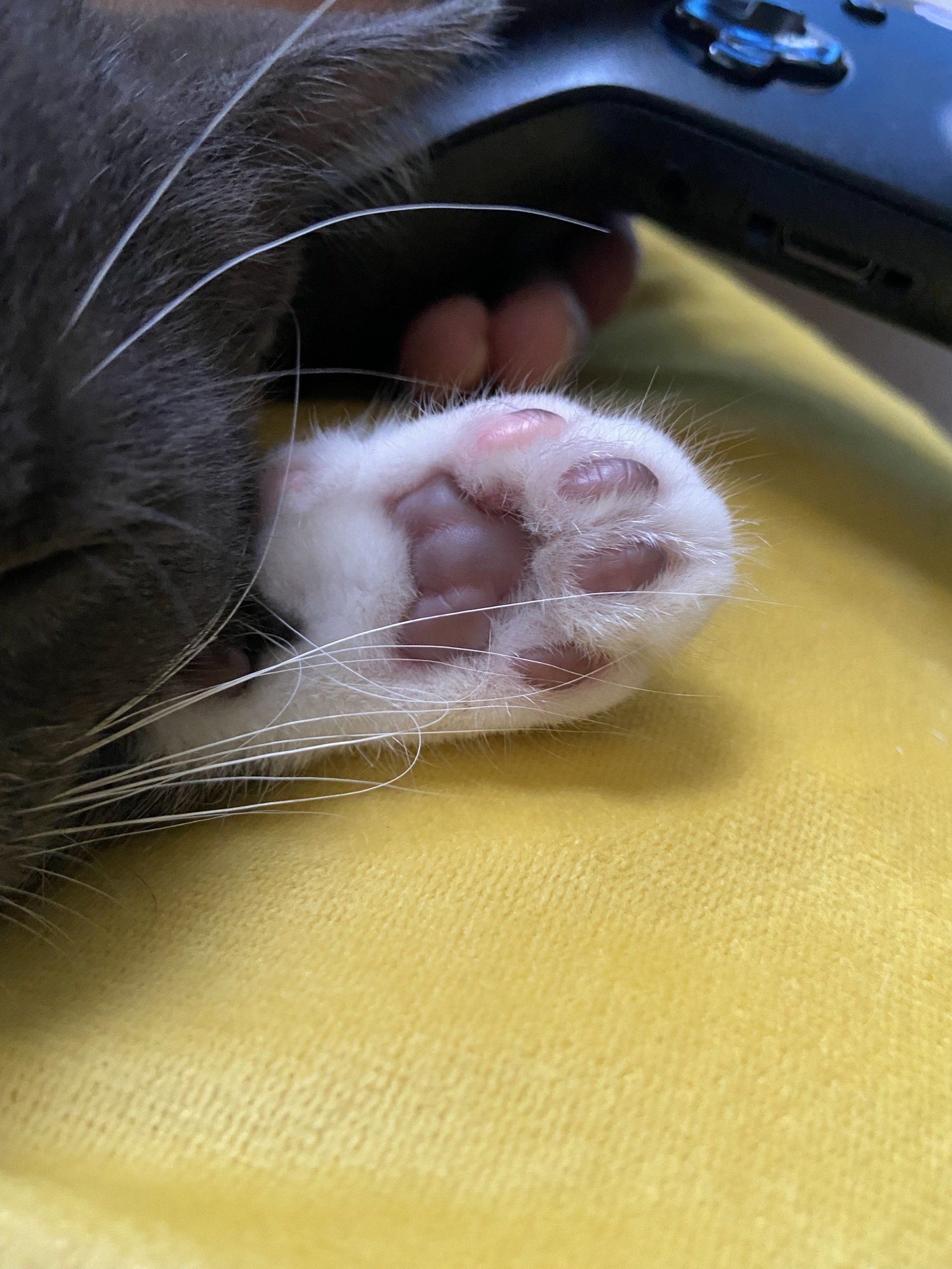 cat paw