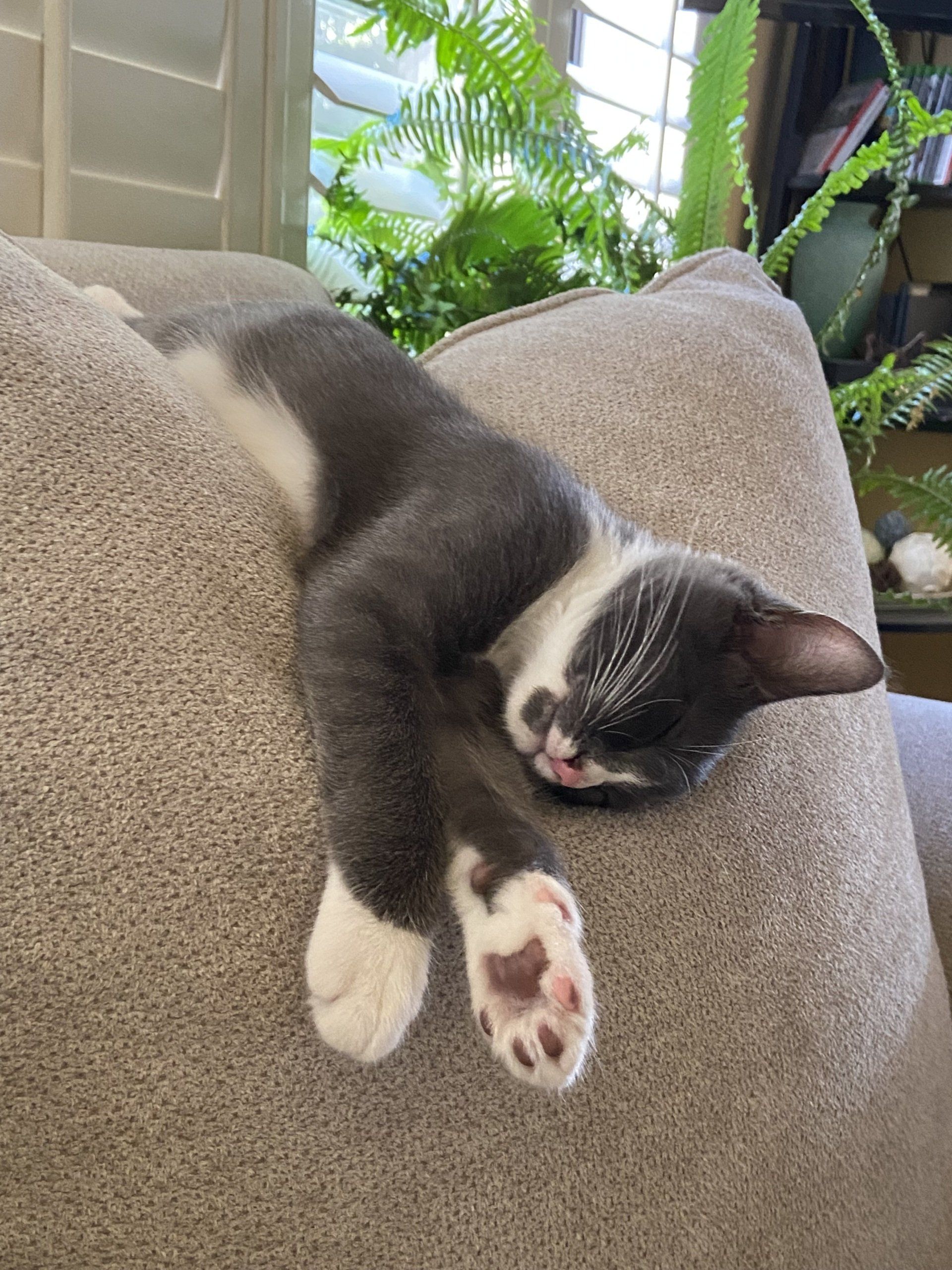 cat on couch