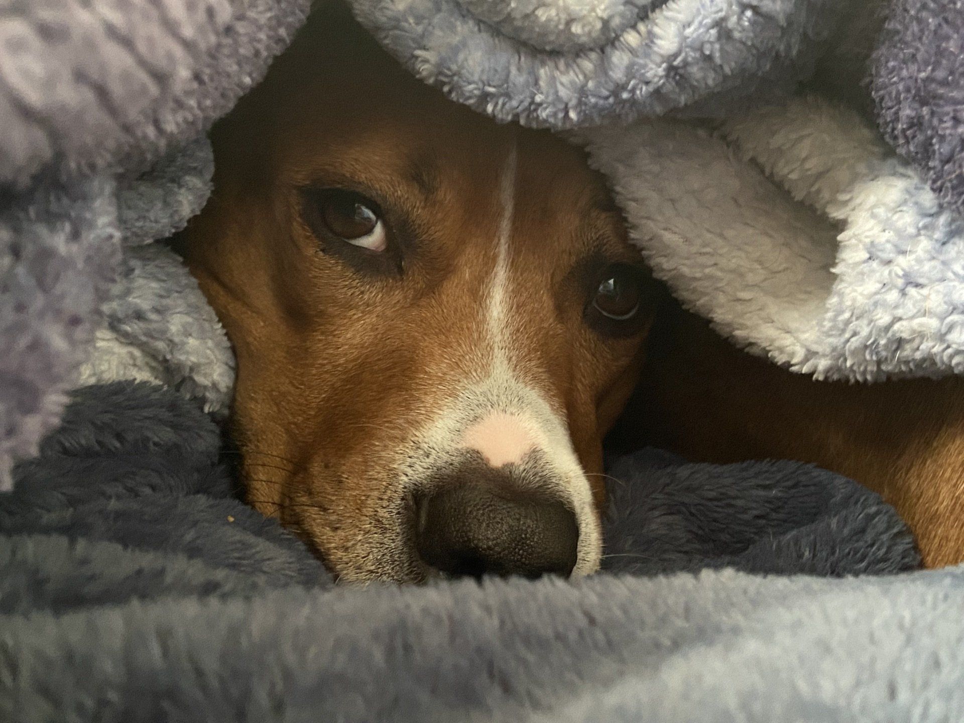 Dog undercovers