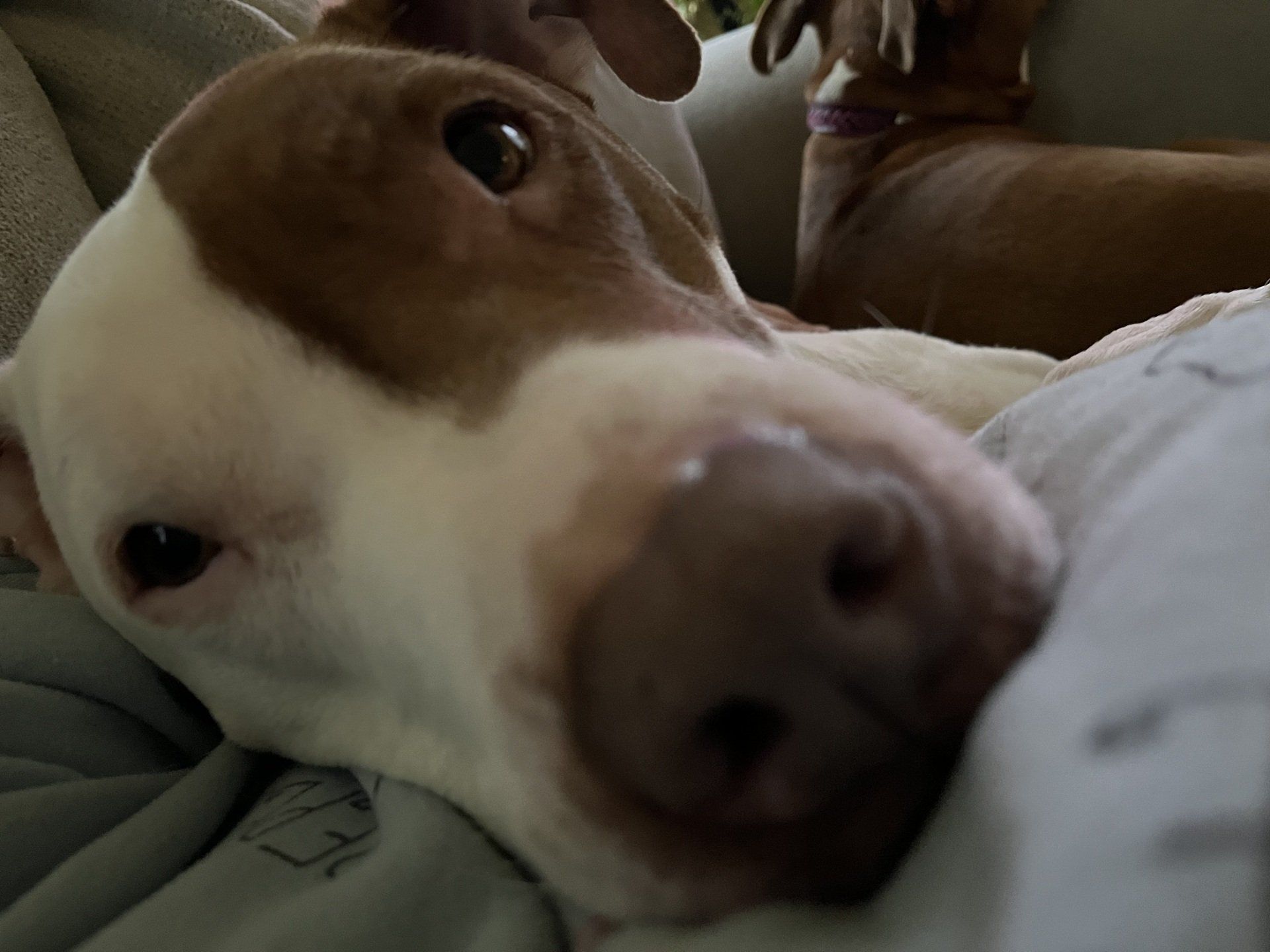 head of dog