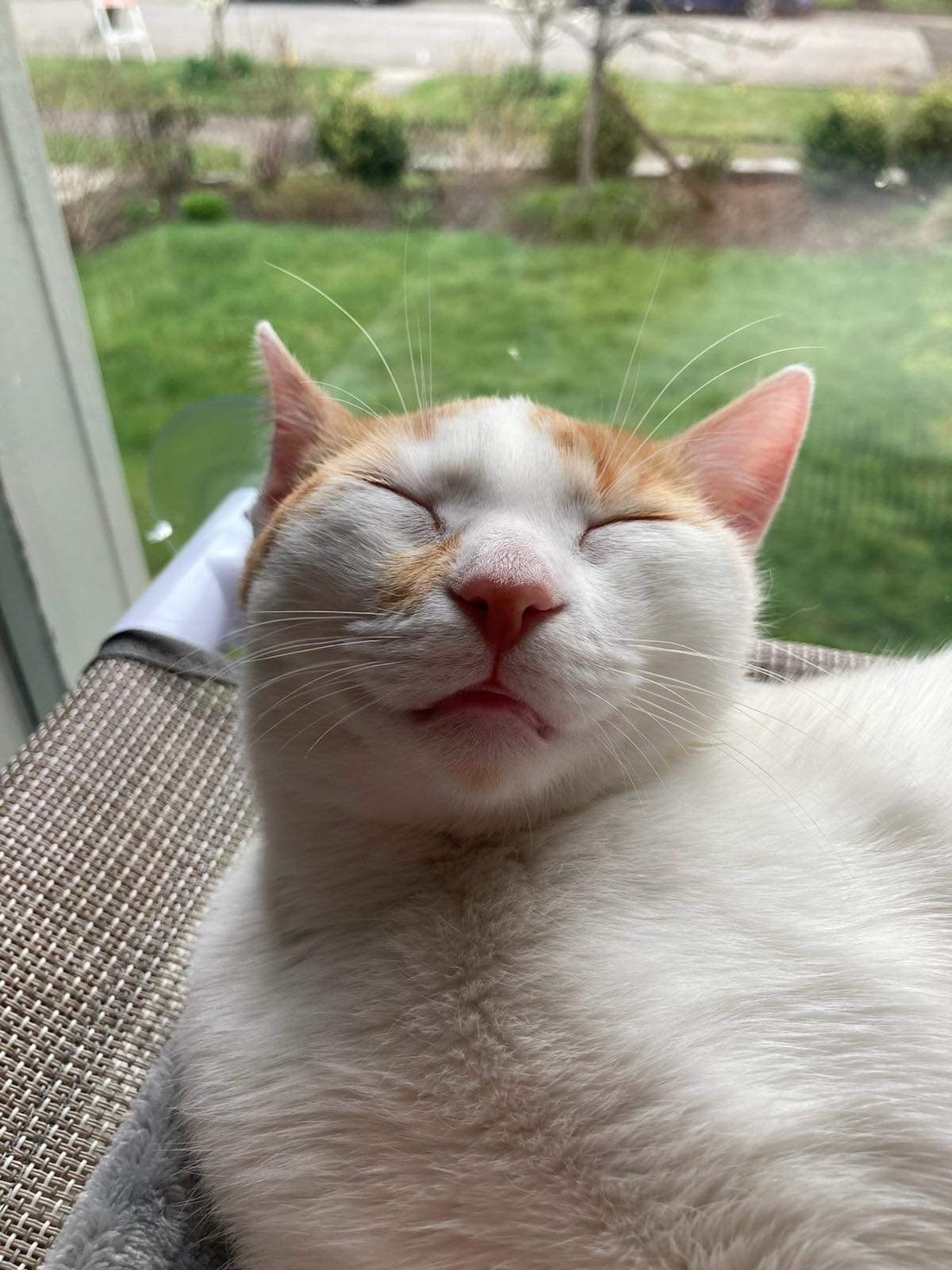Happy cat
