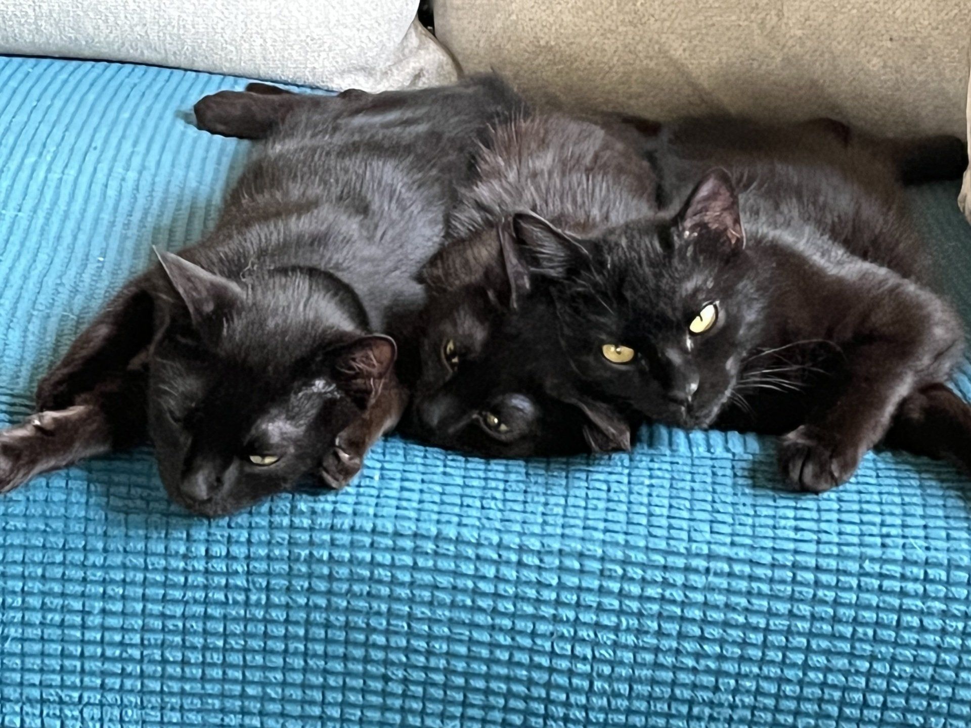 black cats
