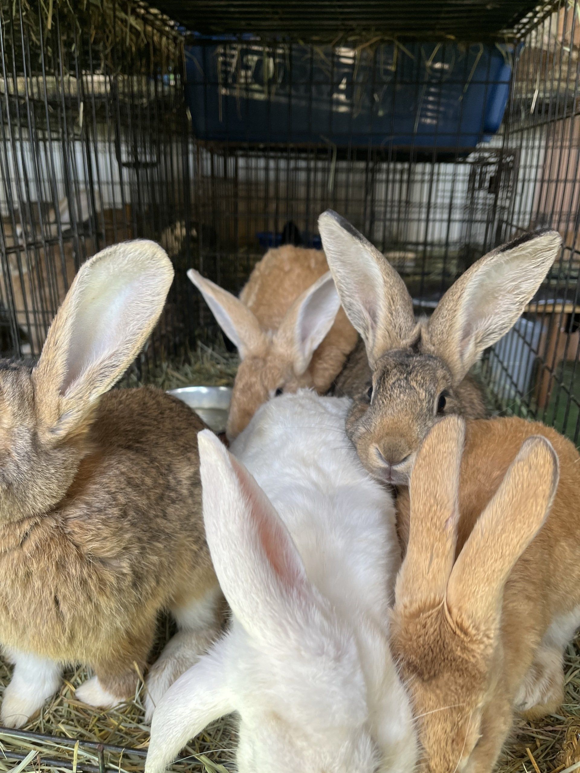 rabbits in cage