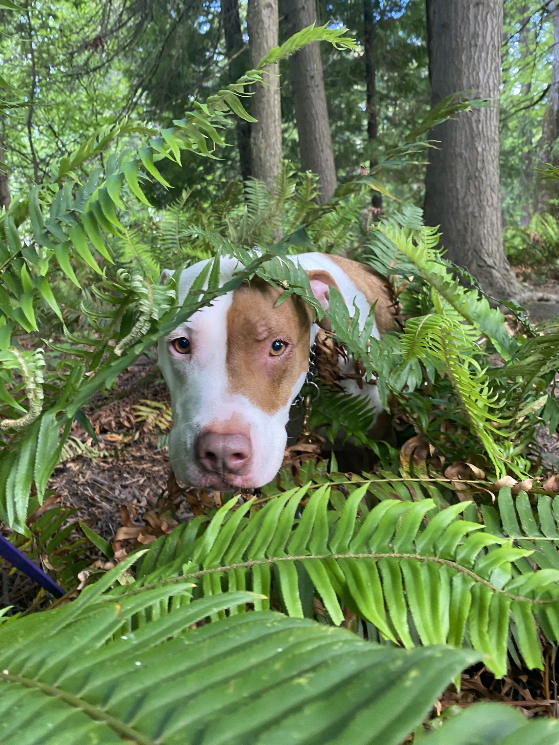 dog in ferns