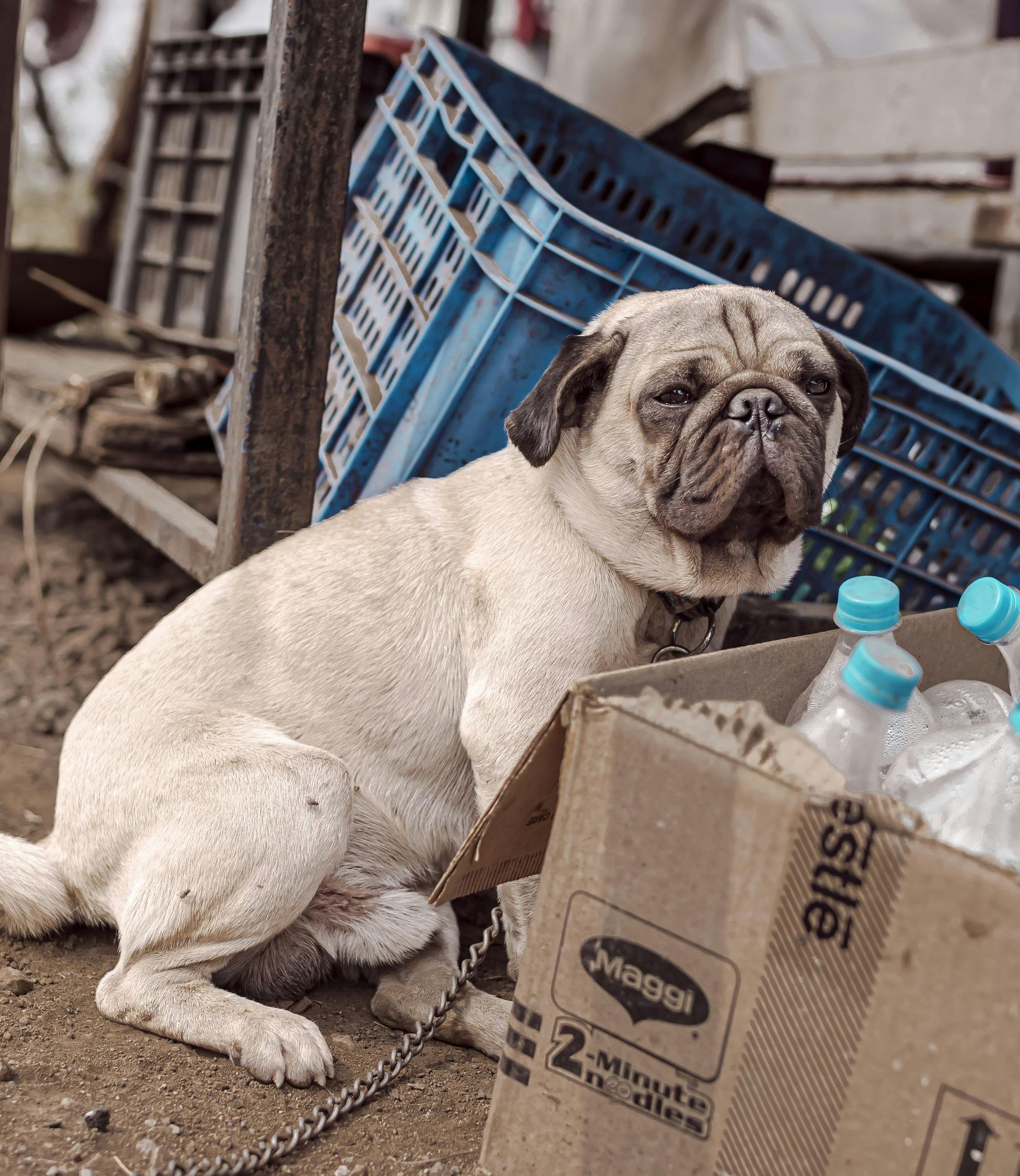 dog next to crates
