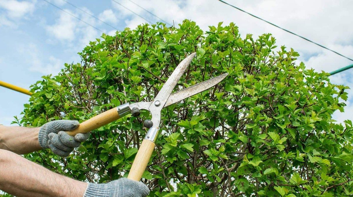 An image of Tree Trimming Services in Beaumont CA