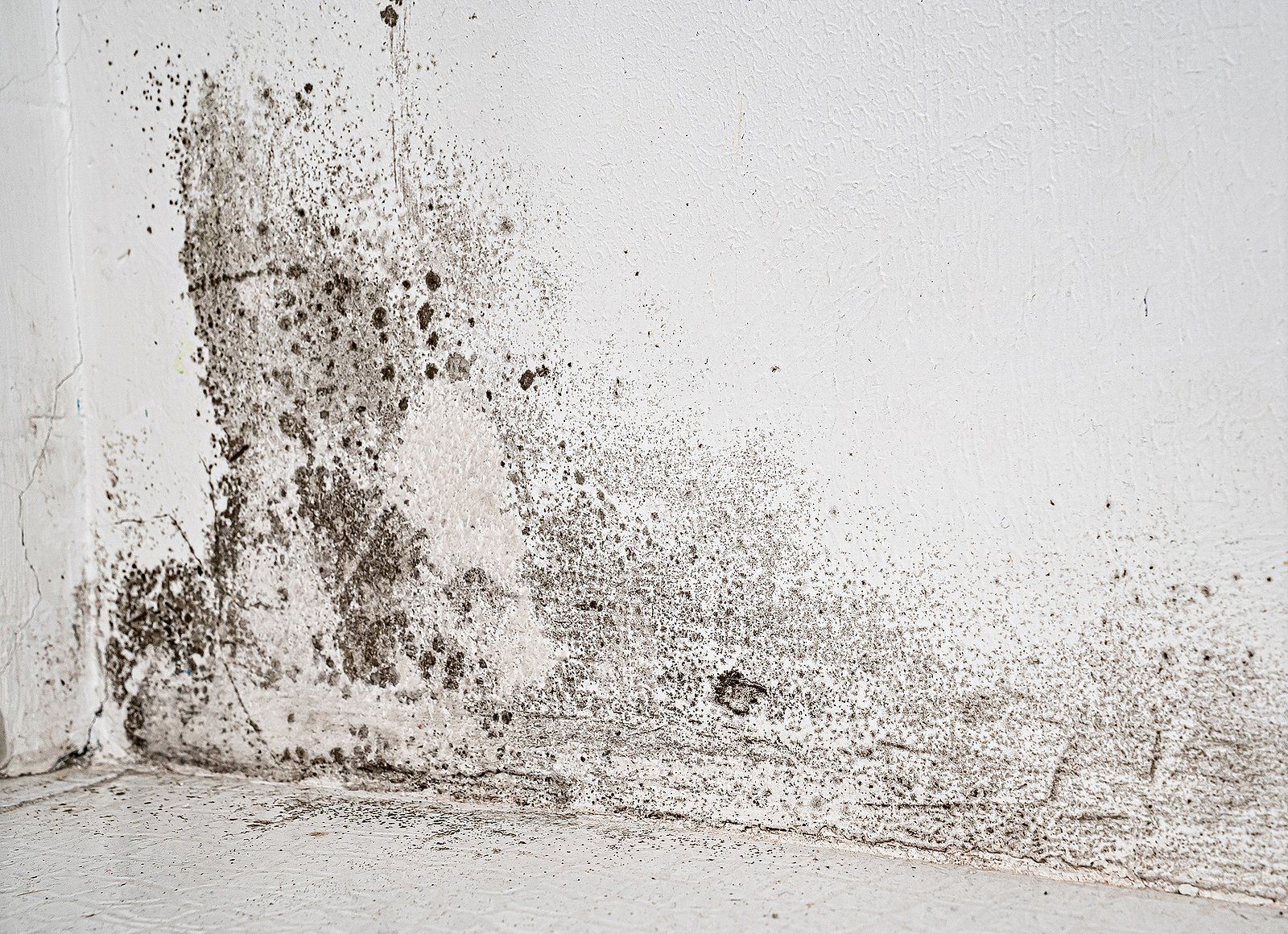 Mold Inspection Specialists Near You