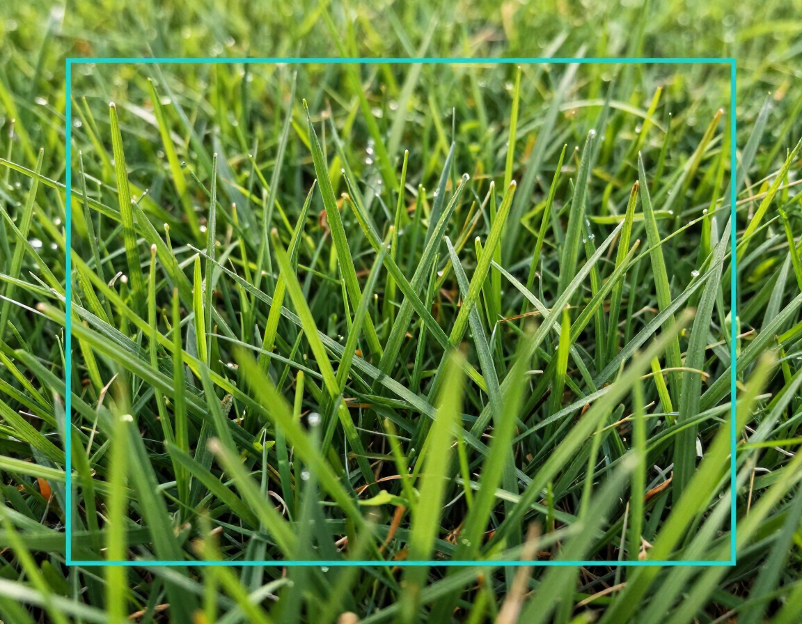Healthy lawn grass with Photon Cyan bounding box overlay.