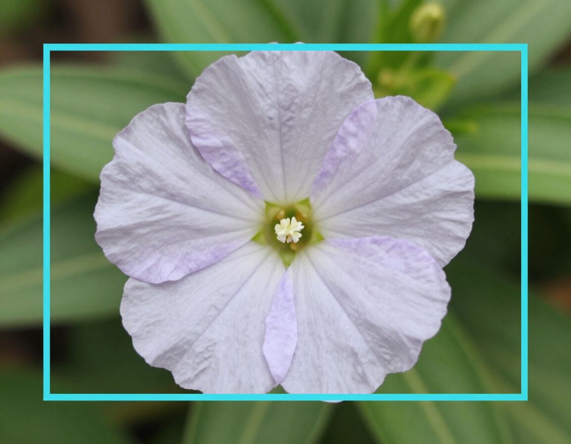 Garden flower with Photon Cyan bounding box overlay.