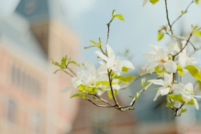 White blossoms on branch with soft building background, cremation services Saltillo, MS