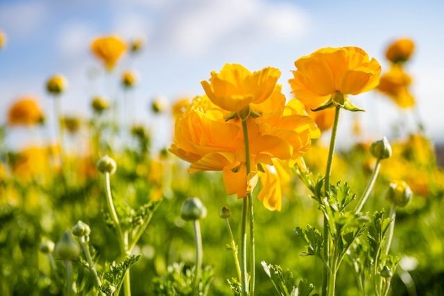 Bright yellow flowers blooming in field under blue sky, symbolizing remembrance, funeral homes Tupelo, MS