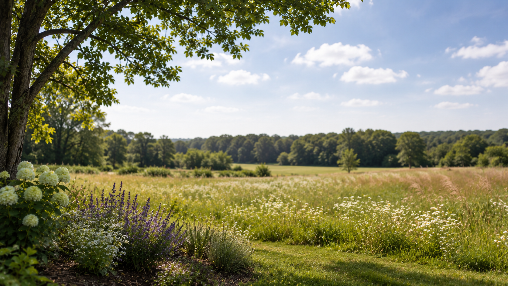 Peaceful meadow and open landscape, reflecting the setting of funeral services in Tupelo, MS.