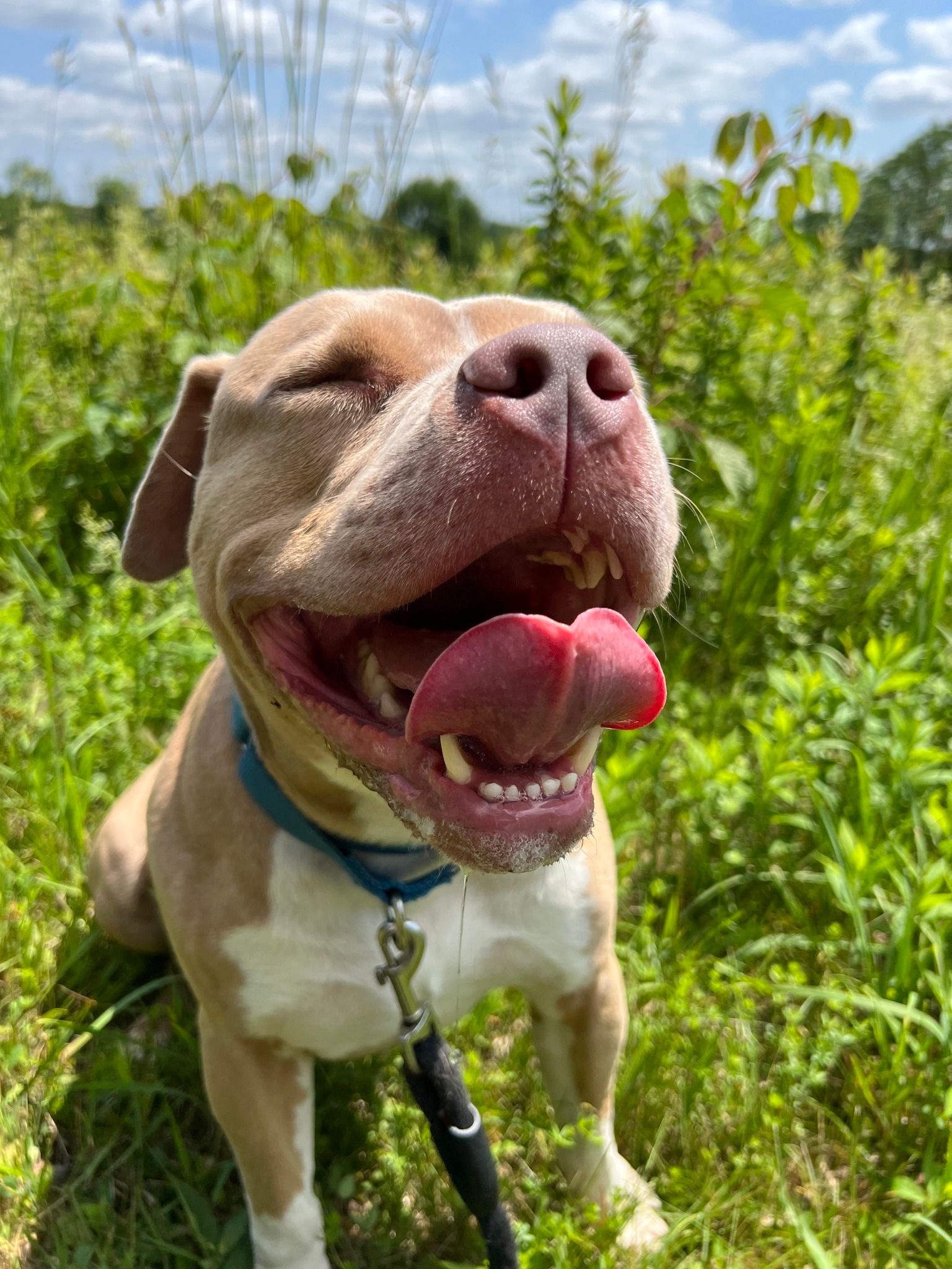 Volunteer Program | Animal Protective Foundation