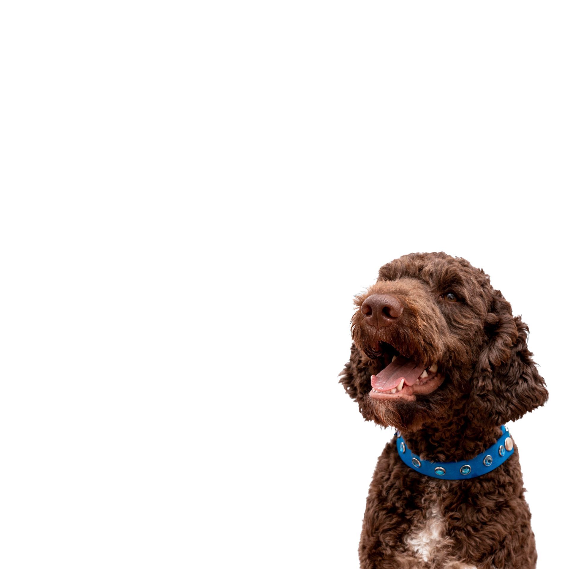 A brown dog wearing a blue collar is sitting on a white background.