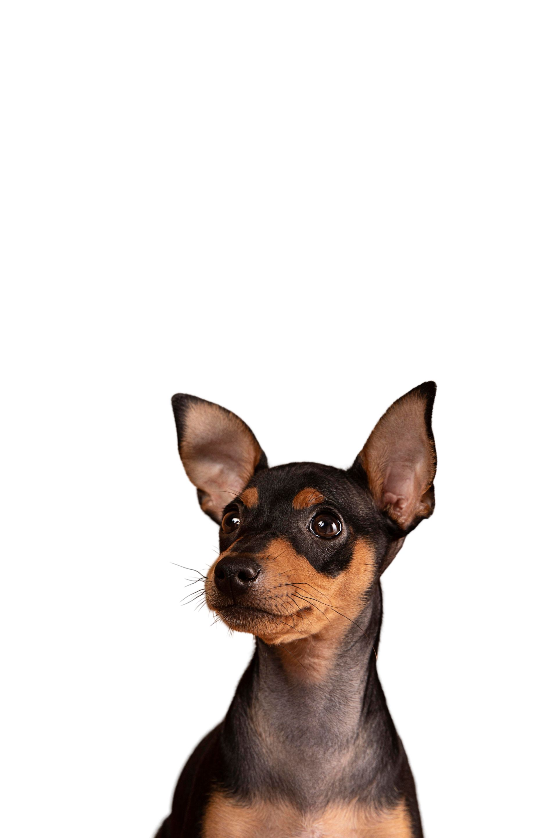 A small brown and black dog is looking at the camera on a white background.