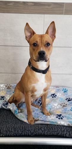 Abraham is available for adoption at the Animal Protective Foundation