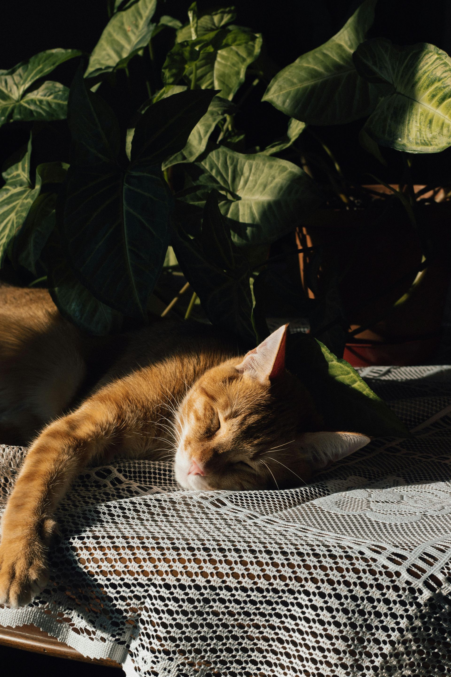 Animal Adoption Guide | Animal Protective Foundation