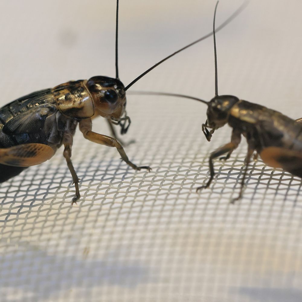 Two Cricket Insects — Glen Rose, TX — Glen Rose Pest Control